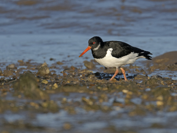 Oystercatcher on shore