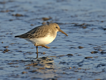 Dunlin on shoreline