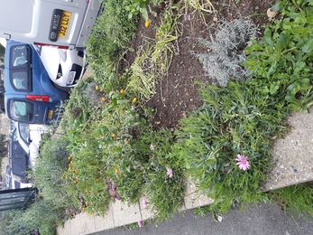 Raised bed behind a car park filled with wildflowers.