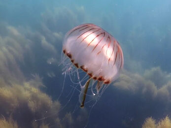 Compass jellyfish © Theo Vickers