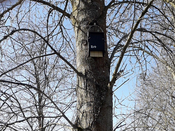 Bat box near Alresford © Graeme Sheppard/Hampshire Bat Group