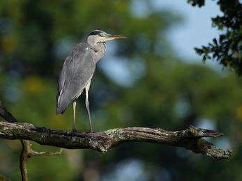 Heron in Andover © Stephen Williams