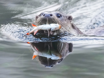 Otter catching perch in Andover © Stephen Williams