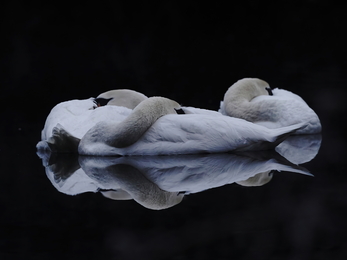 Swans in Andover © Stephen Williams