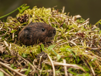 Water vole in Longparish © Stephen Williams