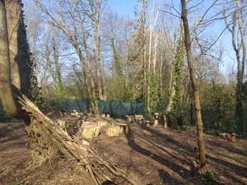 Image of woodland clearing, tree stumps on the ground for children to sit on and pile of logs in the corner