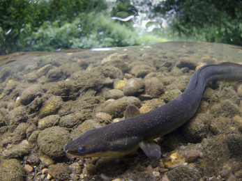 European eel © Jack Perks