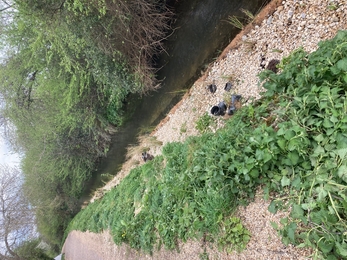 Planted gravel berm for the Romsey Barge Canal restoration