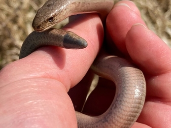 Slow worm