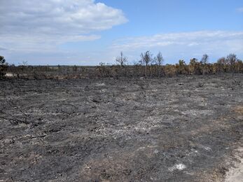 Surrey Wildlife Trust's Ash Ranges after fire 
