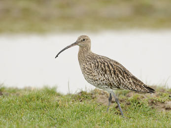 Curlew 