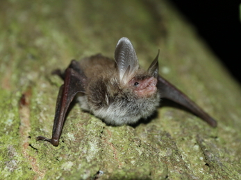 Bechstein's bat Chris Damant