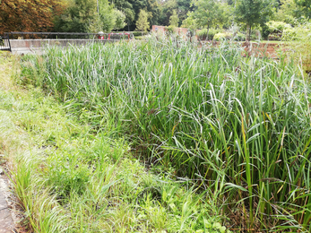 Stream bank with orange balsam (Impatiens capensis) removed at the Bombay Sapphire Distillery in Laverstoke © Chris Cotterell