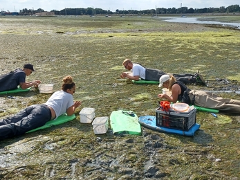 People lying on body boards at Farlington Marshes collecting seagrass seed 