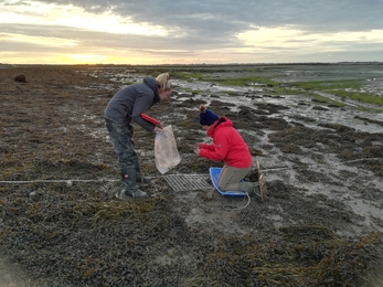 Seed deployment at Langstone Harbour