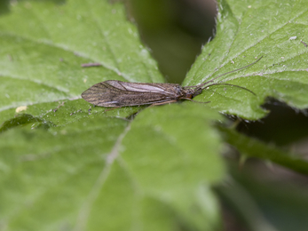 Caddisfly (Trichoptera) © Chris Lawrence