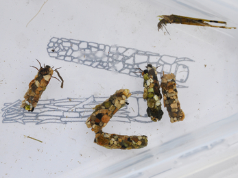 Cased caddisfly larvae © Hampshire & Isle of Wight Wildlife Trust
