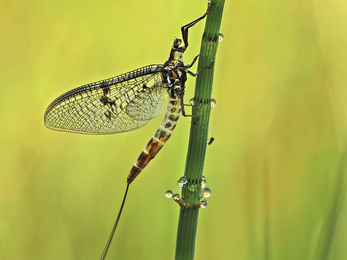 Mayfly © Jon Hawkins