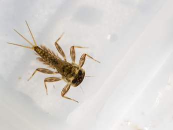 Mayfly larva (Heptageniidae sp.) © Ross Hoddinott/2020VISION