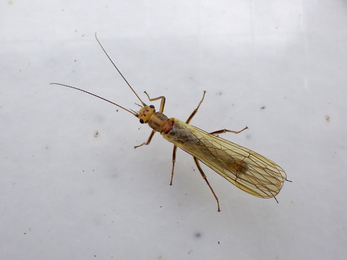 Stonefly (Plecoptera) © Wessex Rivers Trust