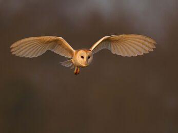 Barn owl 