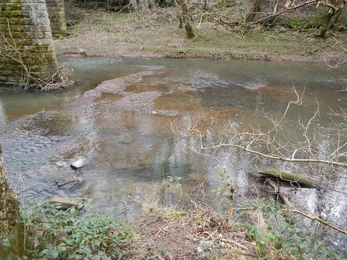 Trout redds in close proximity due to barrier © Wild Trout Trust