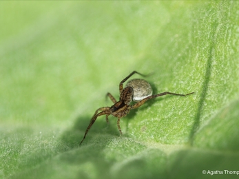 Female wolf spider on leaf at Wilder Little Duxmore