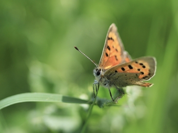 Small copper on grass at Wilder Little Duxmore