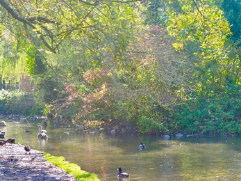 River Arle in Alresford © Leesa Yeo