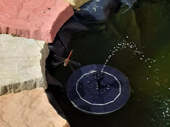 Orange dragonfly flying over garden pond. 