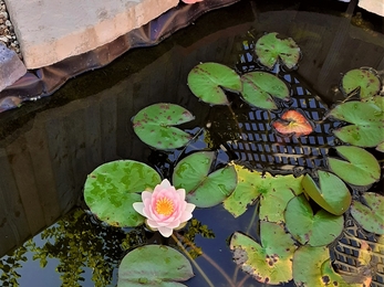 Water lily flower in garden pond