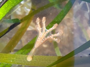 White stalked jellyfish on seagrass spathe