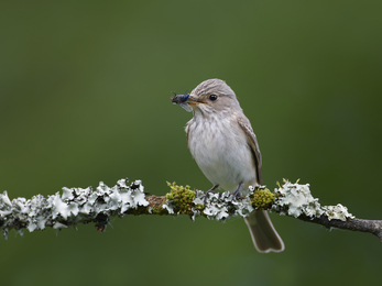 Spotted Flycatcher