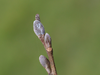 Alder tree buds © Vaughn Matthews