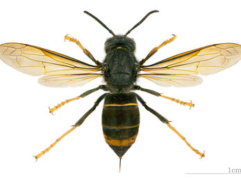 Asian hornet