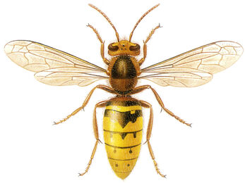 European hornet illustration