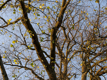 Lime tree in winter © Katrina Martin