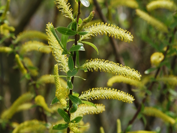 White willow catkins © Brian Eversham