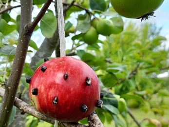 Red apple hanging on a piece of string from tree. 