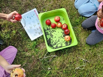 Children kneeling on green grass around green bucket with red apples in. 