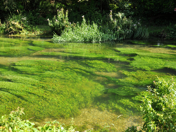 River Arle in Alresford © Hampshire & Isle of Wight Wildlife Trust