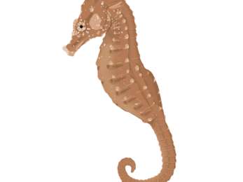 Short snouted seahorse