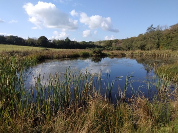 Blue sky, blue water and green lush vegetation 