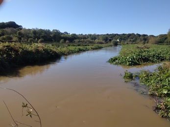 Brown water and green trees and vegetation.