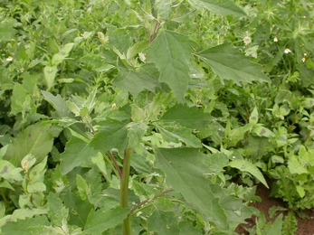 Fat Hen plant standing tall amongst other green plants in a garden