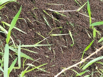 Thousands of wood ants covering an area of grass, they create a dark carpet