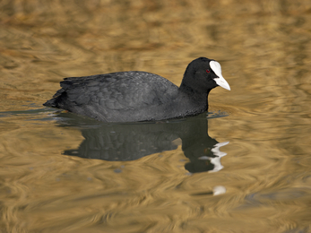 Adult Eurasian coot © Guy Edwardes/2020VISION