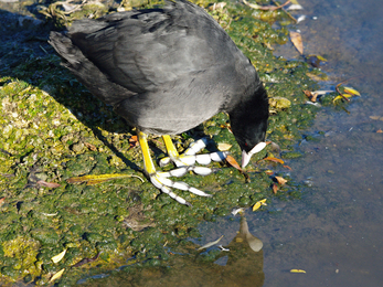 Adult Eurasian coot © Gillian Day