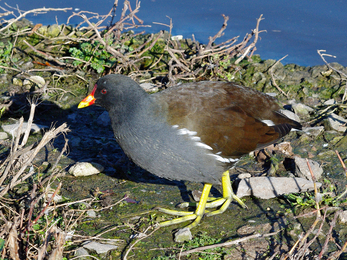 Adult moorhen © Gillian Day
