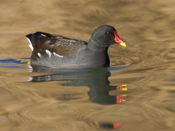 Adult moorhen © Guy Edwardes/2020VISION